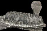 Hadrosaur (Hypacrosaur) Mandible - Full Tooth Battery! #129342-1